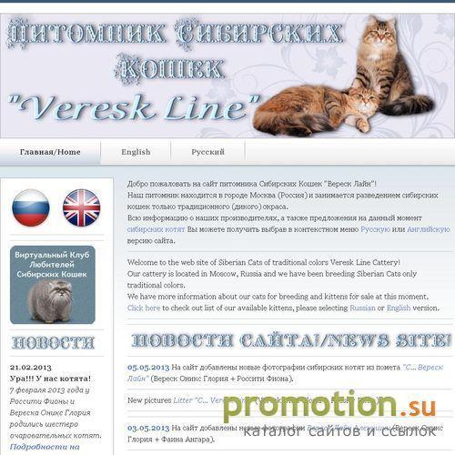 Архивное изображение: Сибирские кошки