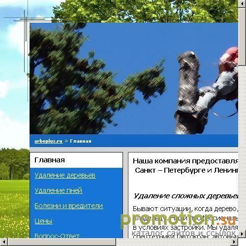 Архивное изображение: Услуги по валке деревьев в Санкт–Петербурге