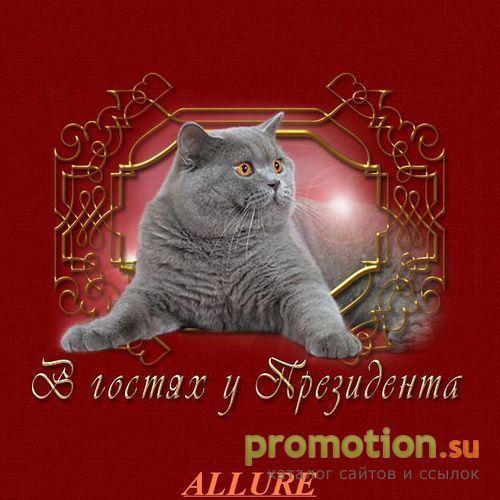 Архивное изображение: Британские кошки в Петербурге