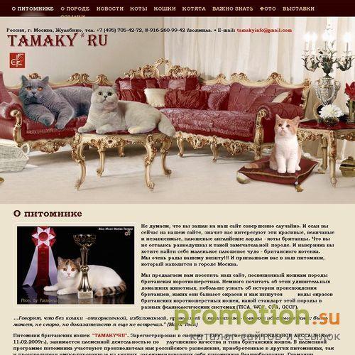 Архивное изображение: Британские кошки, коты, котята. Питомник