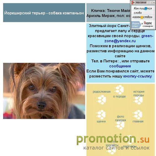 Архивное изображение: Йоркширский терьер, йорк – собака компаньон