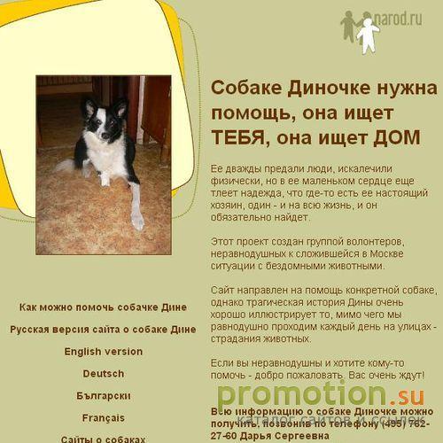 Архивное изображение: Собачка Дина ищет дом