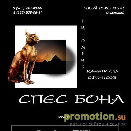 Архивное изображение: Спес Бона - питомник канадских сфинксов