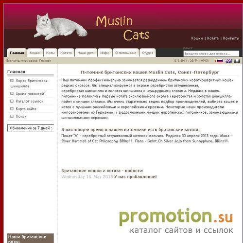 Архивное изображение: Британские кошки Петербург - питомник MuslinCats